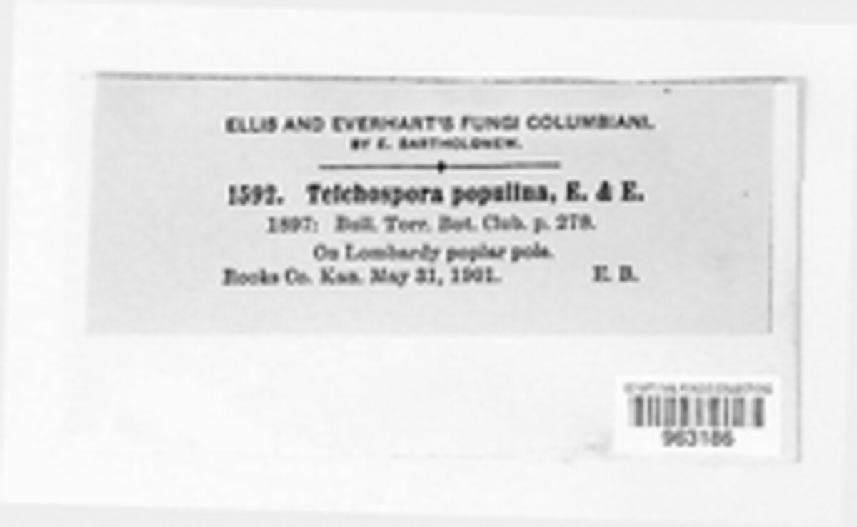 Strickeria populina image